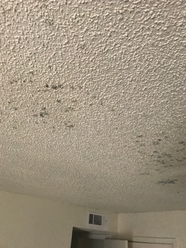 mold after delay in water restoration