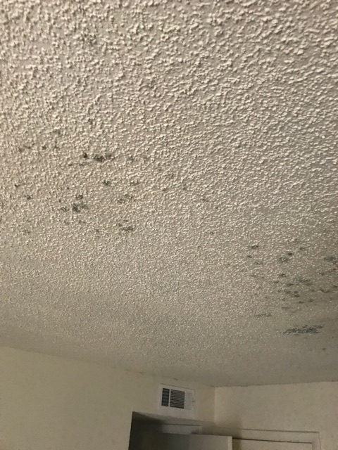 Mold on Ceiling After Water Damage