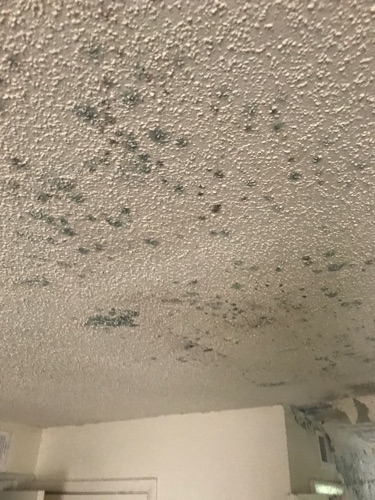 another view of mold that has formed