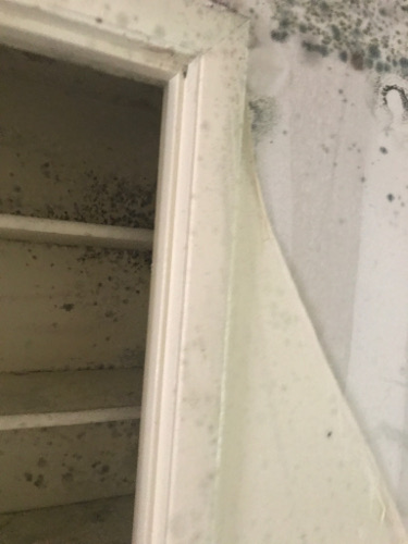 shows more mold that has formed due to delay 